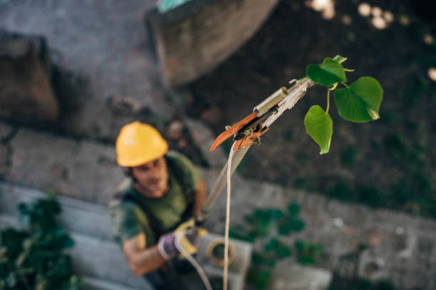 Best Tree Pruning Services  in Island Heights, NJ